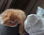 Кошки в Лыткарино: Вязка, 1 000 руб. - фото 4