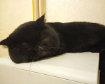 Кошки в Лукоянове: Вязка Экзот, 3 000 руб. - фото 5