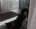 Кошки в Казани: Степашка, 10 000 руб. - фото 2
