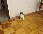 Кошки в Сарове: Вислоухий котенок, 3 500 руб. - фото 2