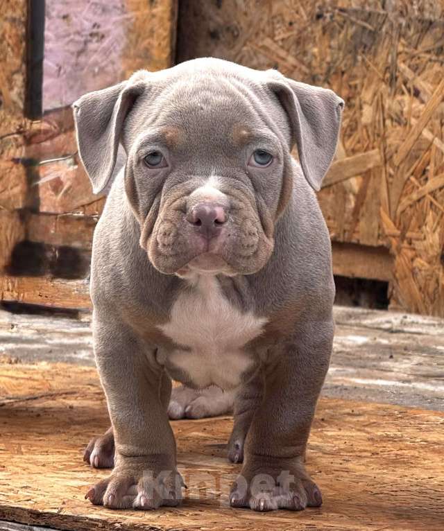 Собаки в Перми: Продаются щенки породы Американский булли Разнополые, 70 000 руб. - фото 4