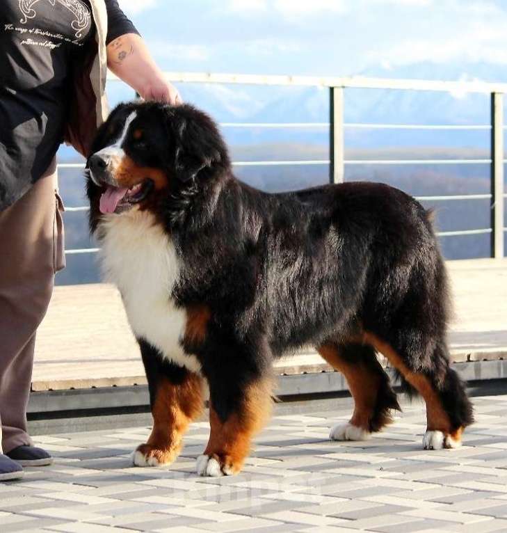Собаки в Москве: Бернский Зенненхунд щенок Мальчик, Бесплатно - фото 6