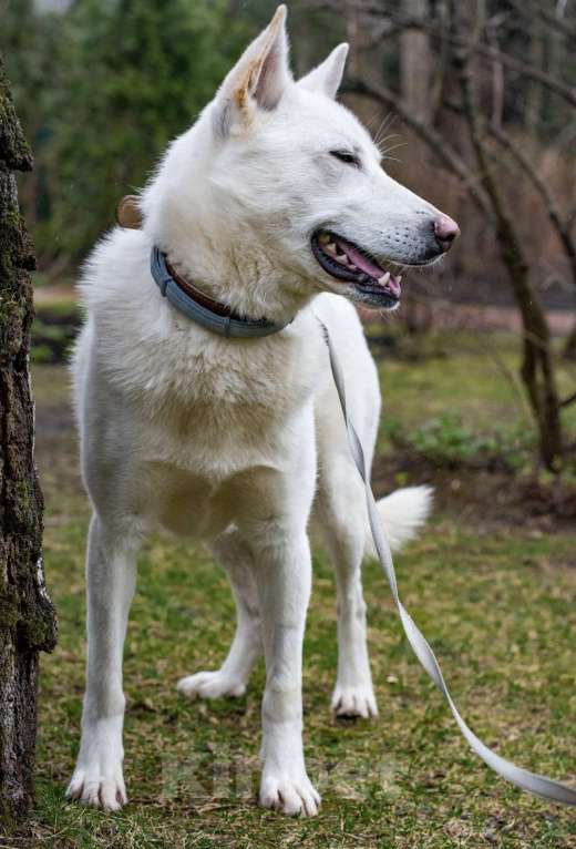 Собаки в Москве: Аспен: собака, которая сама пришла за помощью Мальчик, Бесплатно - фото 3