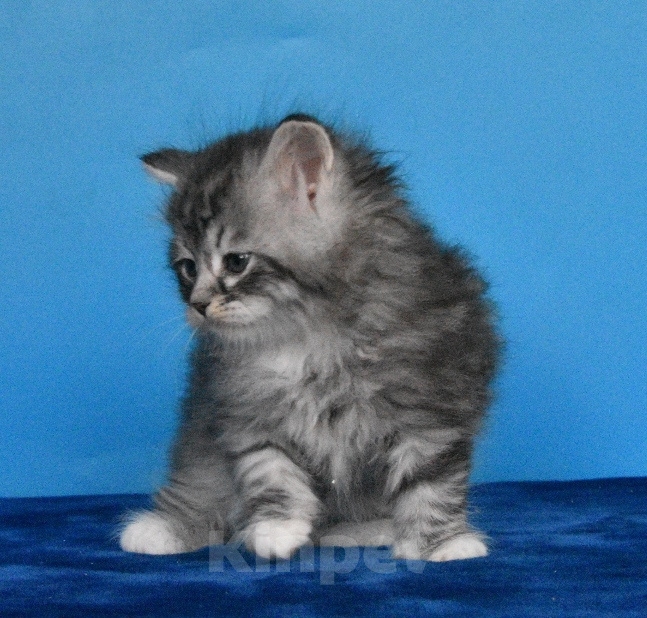 Кошки в Москве: Котик Честер Мальчик, 65 000 руб. - фото 4