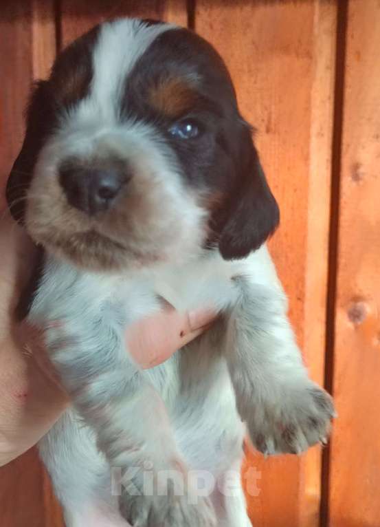 Собаки в Москве: Русский охотничий спаниель Девочка, 45 000 руб. - фото 6