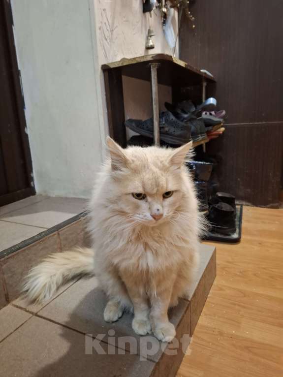 Кошки в Москве: Кремовый котик Мальчик, 5 000 руб. - фото 1