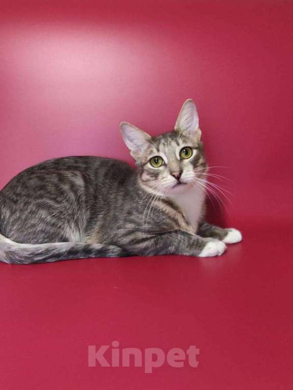 Кошки в Москве: Котёнок домой Мальчик, Бесплатно - фото 2