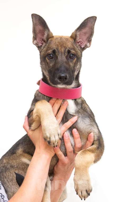 Собаки в Красногорске: Щенок Герда 3,5 месяца в добрые руки  Девочка, Бесплатно - фото 2