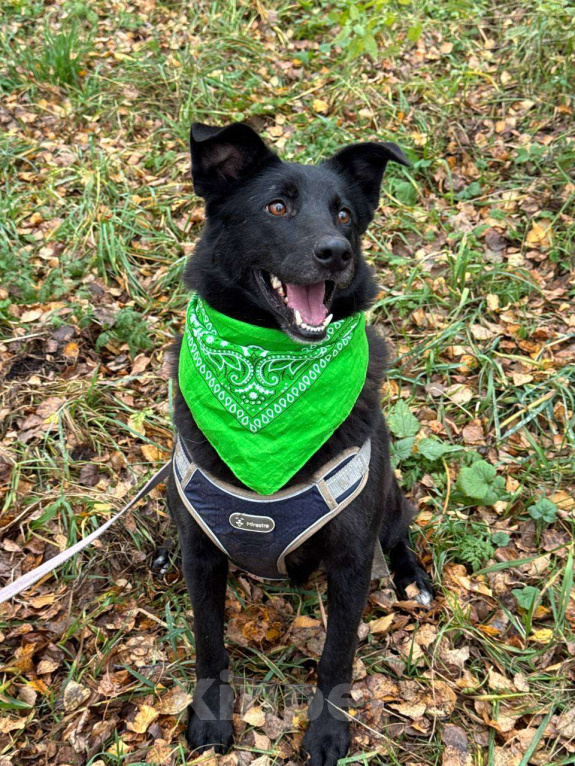 Собаки в Москве: Лаки Девочка, Бесплатно - фото 6