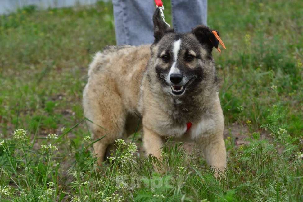 Собаки в Воронеже: Молодая собачка в добрые руки  Девочка, Бесплатно - фото 3
