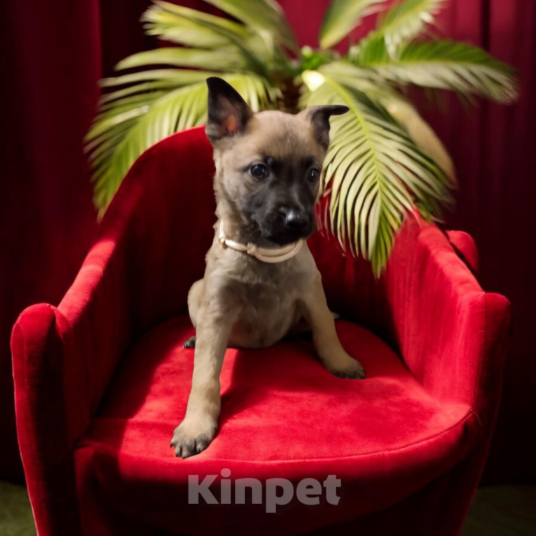 Собаки в Москве: Прекрасные щенки Голландской овчарки Девочка, 80 000 руб. - фото 4