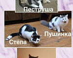 Кошки в Коломне: Кошка и котята ищут семью Девочка, Бесплатно - фото 1