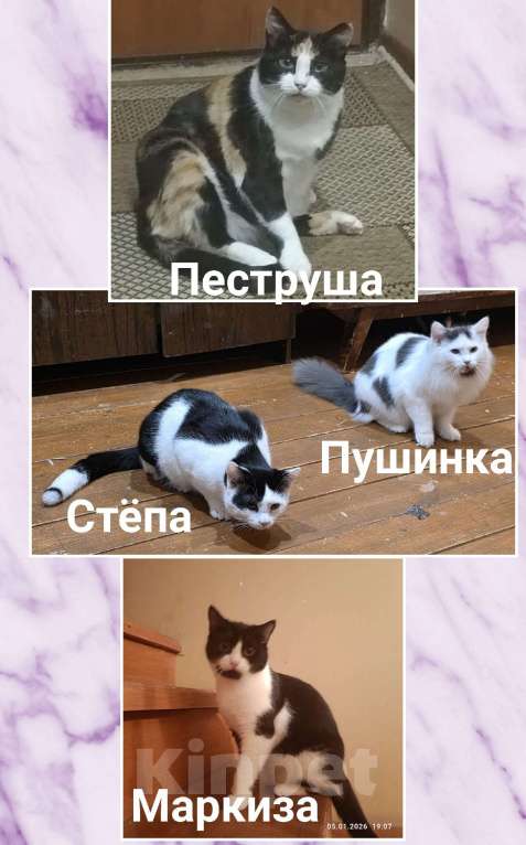 Кошки в Коломне: Кошка и котята ищут семью Девочка, Бесплатно - фото 1