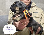 Собаки в Санкт-Петербурге: Щенки Банхара  Девочка, 75 000 руб. - фото 1