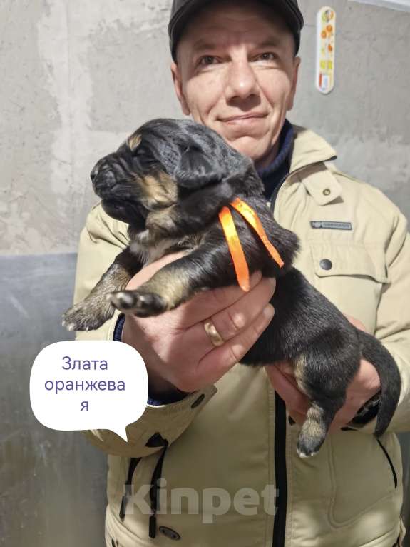 Собаки в Санкт-Петербурге: Щенки Банхара  Девочка, 75 000 руб. - фото 1