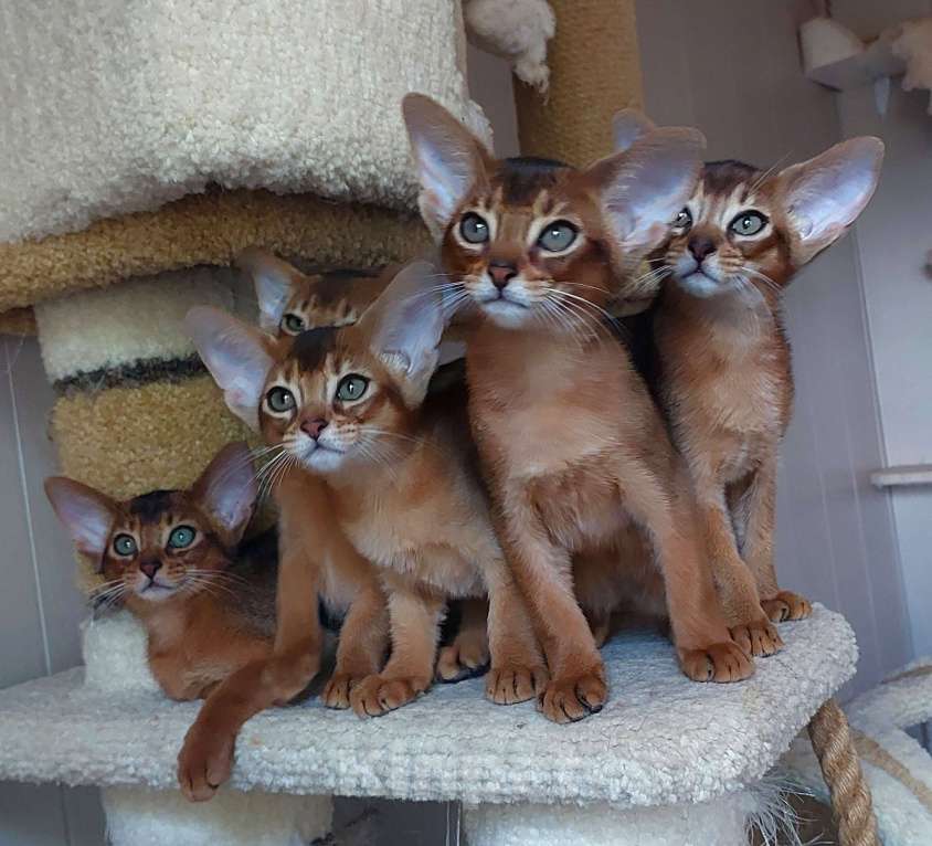 Кошки в Москве: Абиссинские котята  Девочка, 70 000 руб. - фото 2