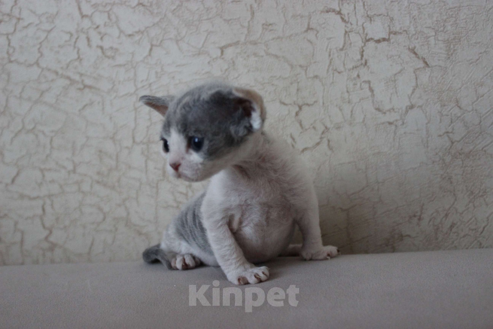 Кошки в Люберцах: Девочка девон рекс  Девочка, 70 000 руб. - фото 2