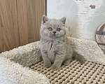 Кошки в Москве: Британский лиловый мальчик Мальчик, 60 000 руб. - фото 5