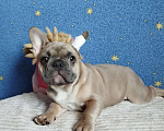 Собаки в Москве: Французский бульдог Мальчик, 60 000 руб. - фото 1