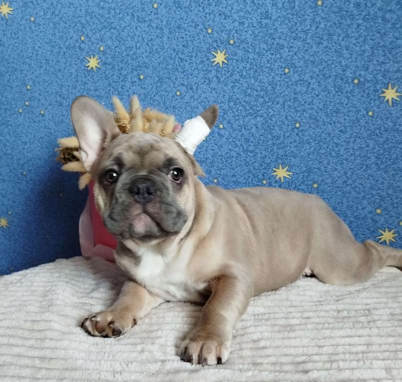 Собаки в Москве: Французский бульдог Мальчик, 60 000 руб. - фото 1