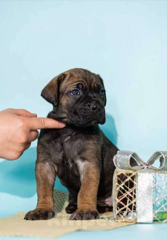 Собаки в Москве: Продажа Кане Корсо Мальчик, 60 000 руб. - фото 5