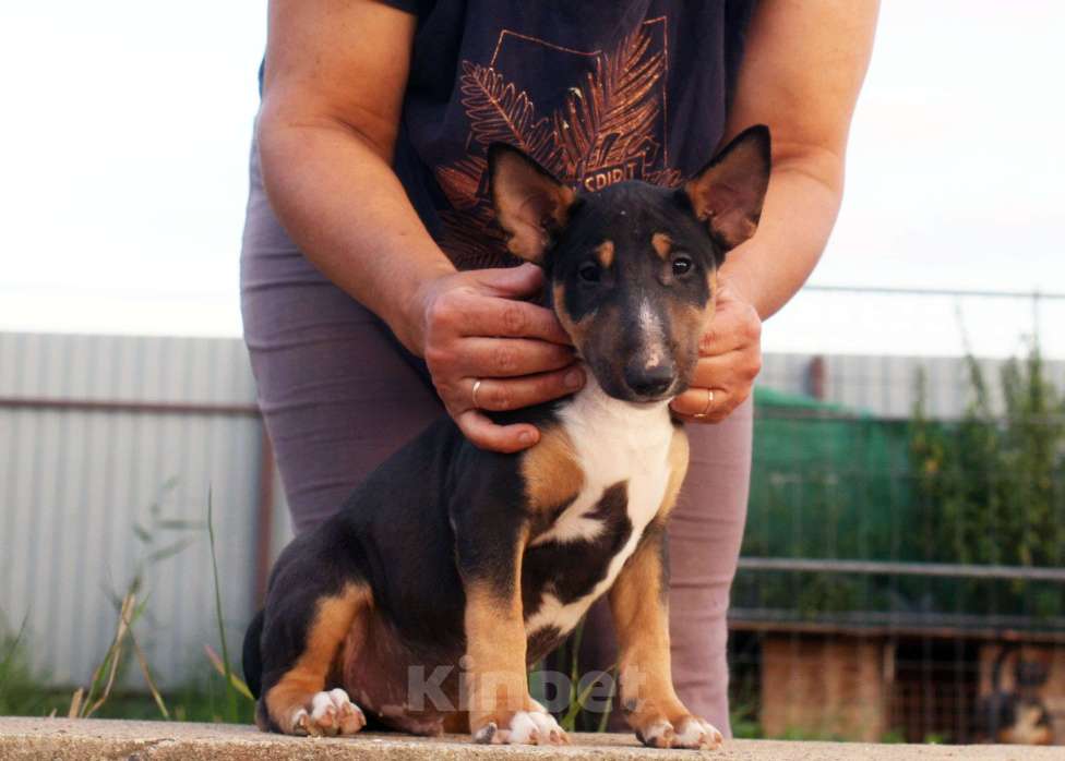 Собаки в Всеволожске: ММ МОККО АМАРЕТТО  Мальчик, Бесплатно - фото 7