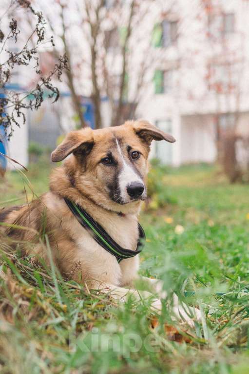 Собаки в Москве: Идеальная собака для людей без опыта Девочка, Бесплатно - фото 1