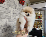 Собаки в Москве: Шпиц померанский в медвежьем типе девочка из племенного питомника Девочка, Бесплатно - фото 2