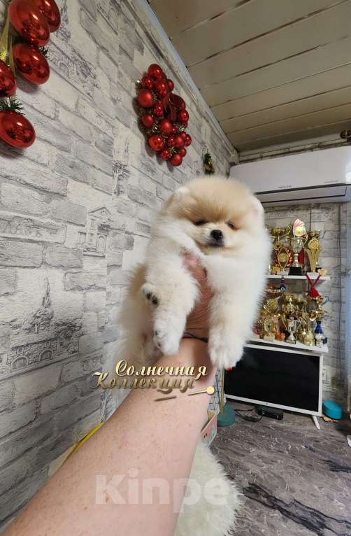 Собаки в Москве: Шпиц померанский в медвежьем типе девочка из племенного питомника Девочка, Бесплатно - фото 2