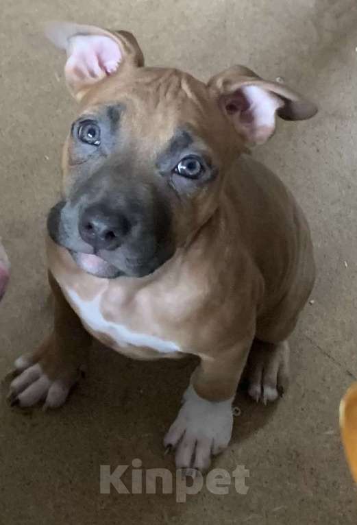 Собаки в Новосибирске: Красотка Девочка, 20 000 руб. - фото 4