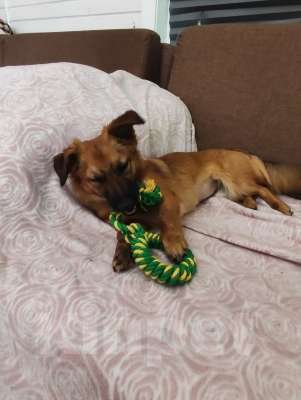 Собаки в Москве: Ника, маленькая собачка ищет дом! Девочка, Бесплатно - фото 4