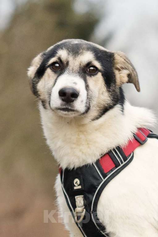 Собаки в Москве: Меня зовут Джерри, и я ищу семью, где буду любим и счастлив Мальчик, 10 руб. - фото 5