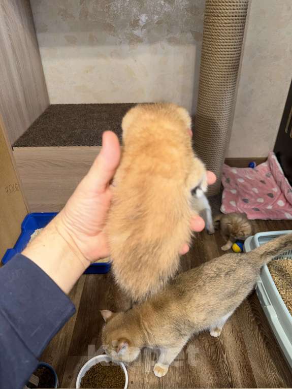 Кошки в Видном: Шотландский кот Мальчик, 70 000 руб. - фото 6