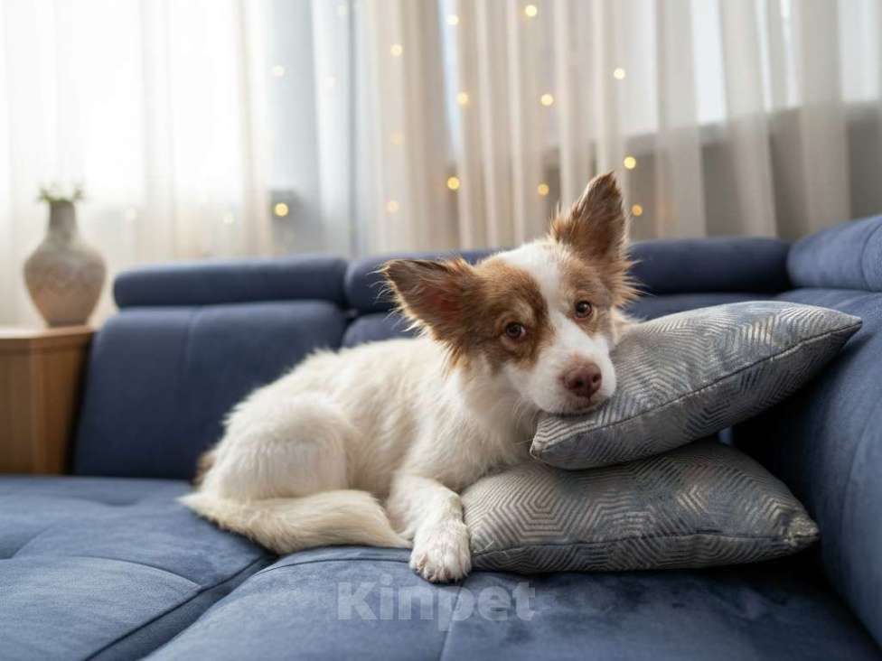 Собаки в Москве: Прелестная собачка Лиза в добрые руки Девочка, Бесплатно - фото 4
