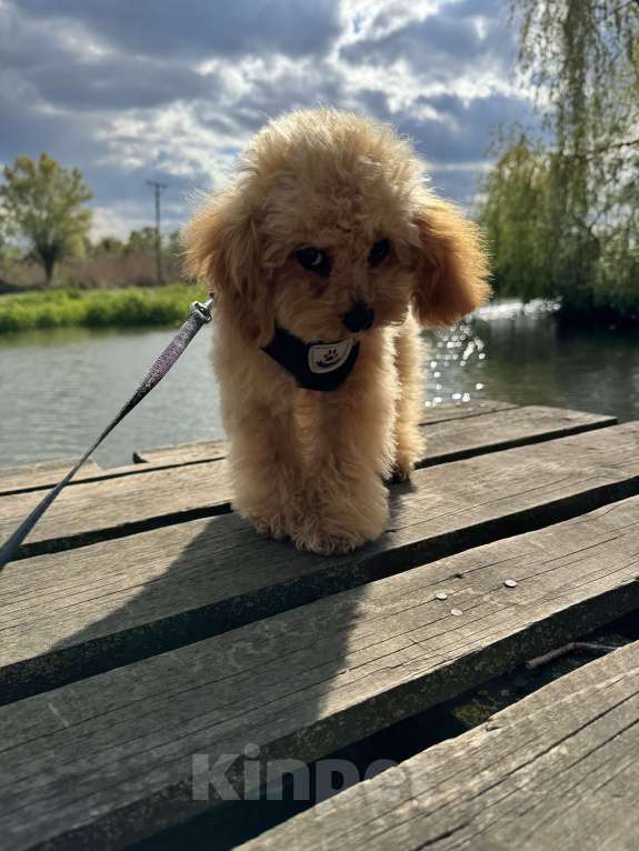 Собаки в Краснодаре: Той-пудель Мальчик, 100 000 руб. - фото 6
