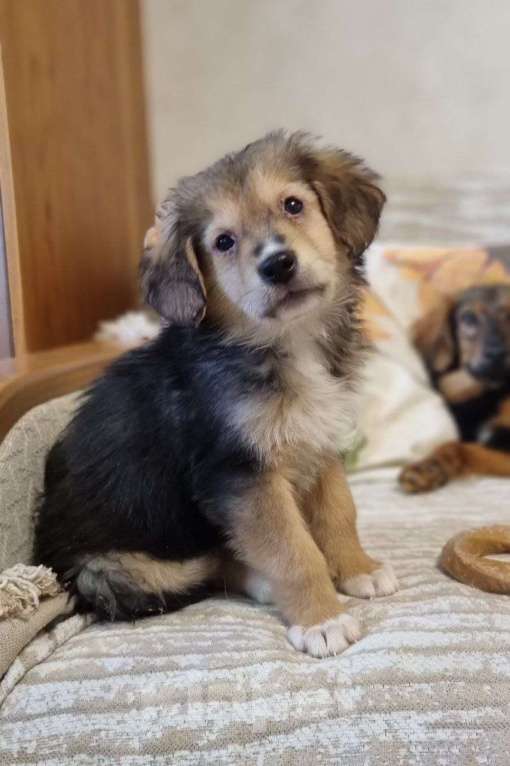 Собаки в Ивантеевке: Лео из степей Мальчик, Бесплатно - фото 2