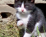 Кошки в Краснодаре: Котята в добрые руки. Срочно! Нужна помощь! Разнополые, Бесплатно - фото 2