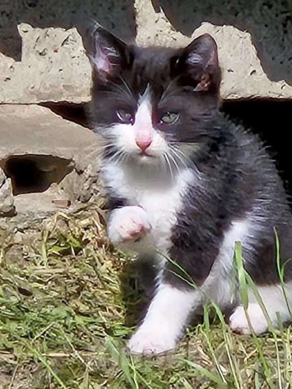 Кошки в Краснодаре: Котята в добрые руки. Срочно! Нужна помощь! Разнополые, Бесплатно - фото 2