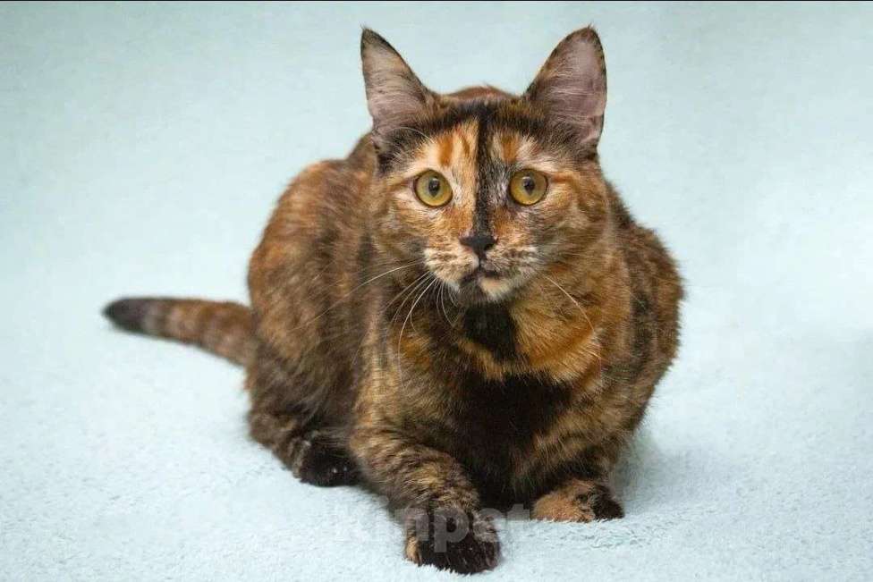 Кошки в Москве: Карамелька - кошка-химера с двумя ликами счастья Девочка, Бесплатно - фото 8