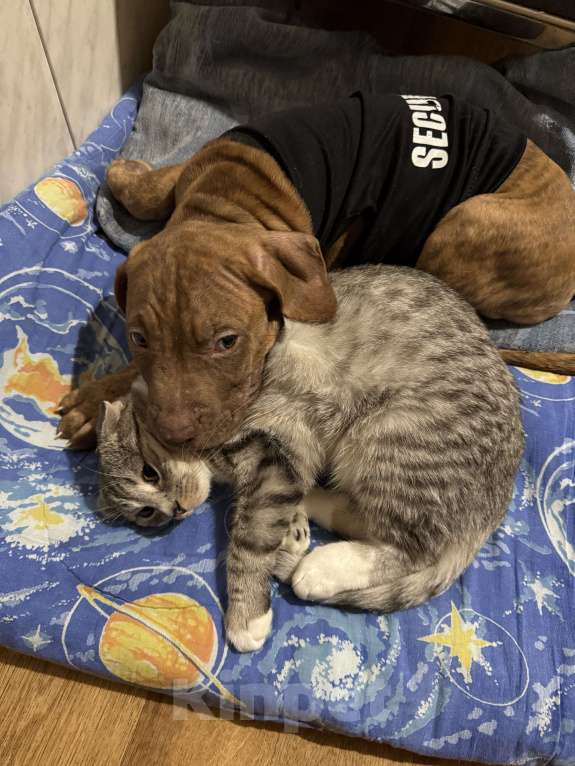 Собаки в Рязани: Щенок питбуля Мальчик, 20 000 руб. - фото 3