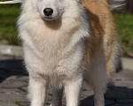 Собаки в Москве: Ненецкая оленегонная лайка, сука Ариша. Девочка, 60 000 руб. - фото 5