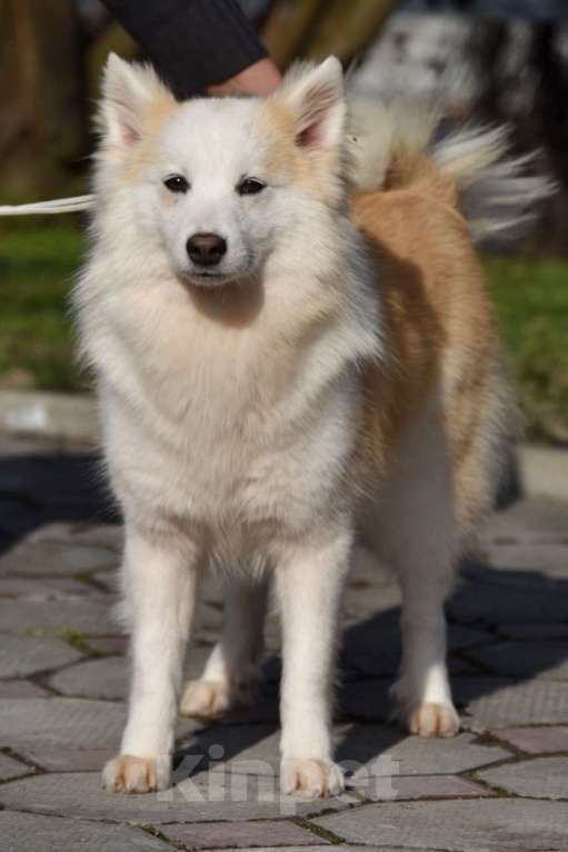 Собаки в Москве: Ненецкая оленегонная лайка, сука Ариша. Девочка, 60 000 руб. - фото 5