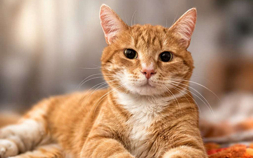 Брутальный рыжий кот в добрые руки