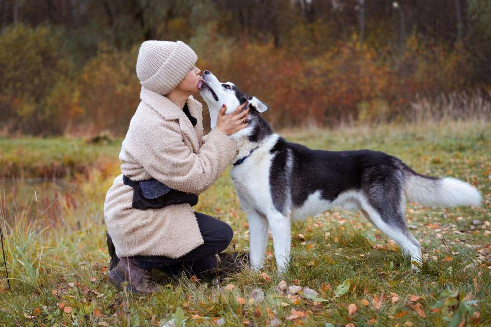 Собаки в Москве: Вест - собака-компаньон Мальчик, Бесплатно - фото 4