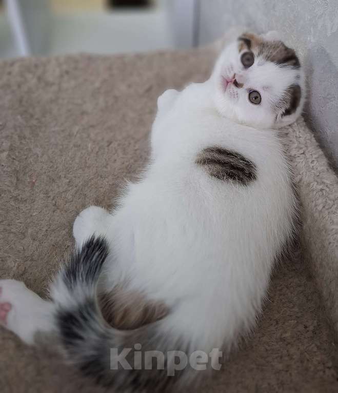 Кошки в Ярославле: Шотландский вислоухий короткошерстный мальчик Мальчик, 35 000 руб. - фото 4