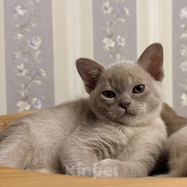 Кошки в Москве: Котенок европейской бурмы Девочка, 80 000 руб. - фото 1