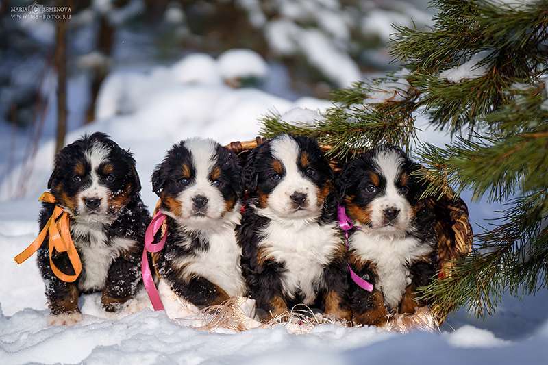 Собаки в Волоколамске: Бернский Зенненхунд, питомник РКФ. Мальчик, Бесплатно - фото 6