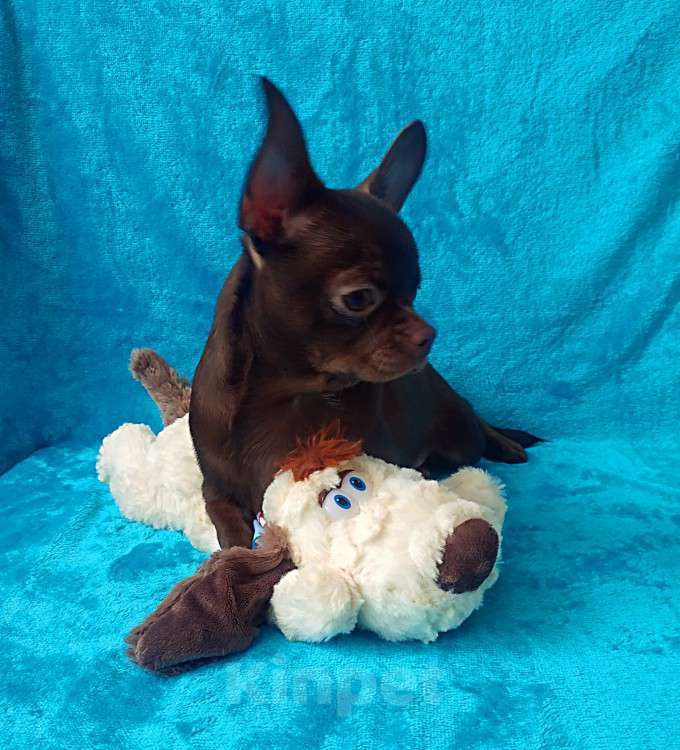 Собаки в Санкт-Петербурге: шоколадный мальчик 5 мес мелкий стандарт Мальчик, 27 000 руб. - фото 5