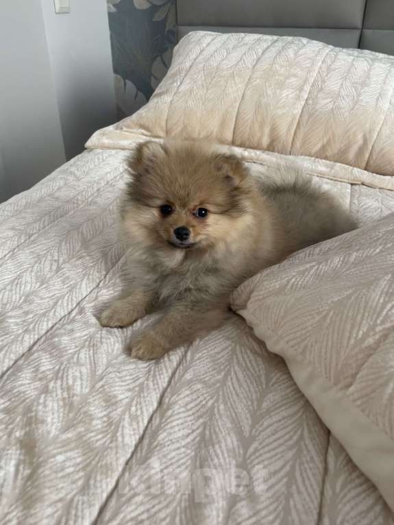 Собаки в Балашихе: Немецкий шпиц  Девочка, 25 000 руб. - фото 1