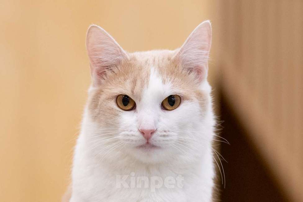 Кошки в Москве: Кошка Мистика в добрые руки Девочка, Бесплатно - фото 4